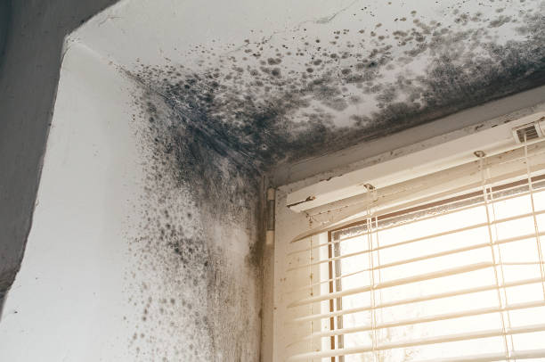Affordable Mold Inspection And Testing solutions in Arlington, VA